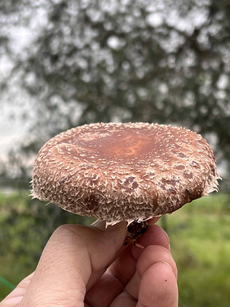 Funghi Shiitake | Archefood | Archè