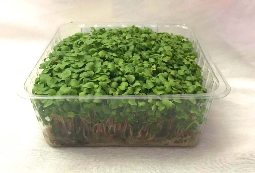 Microgreens | Archefood