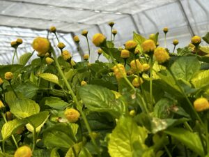Acmella Oleracea