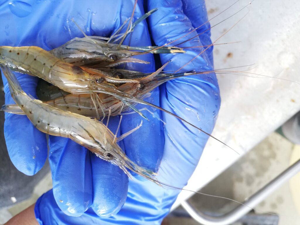 Macrobrachium Rosembergii