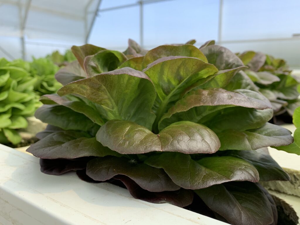 Insalata in acquaponica