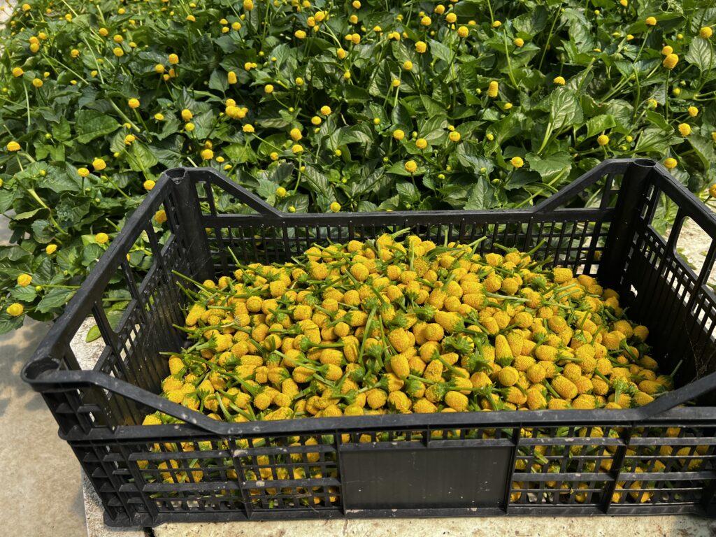 Raccolta manuale dei fiori di Acmella oleracea