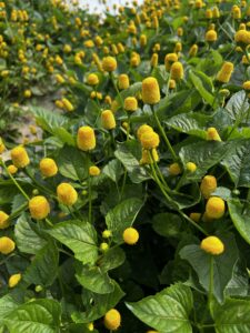 Acmella Oleracea coltivata in aquaponica