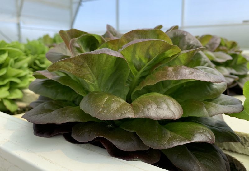 Insalata in acquaponica