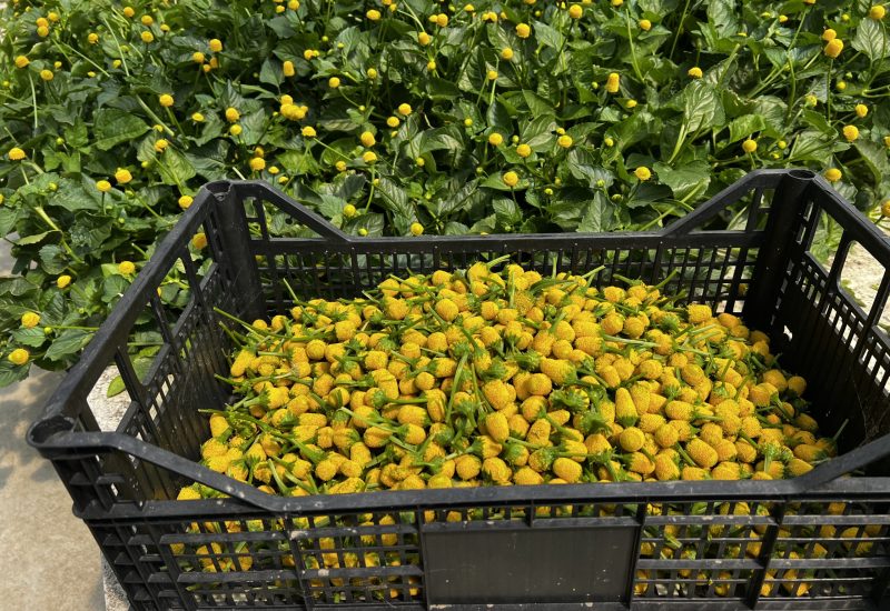 Raccolta manuale dei fiori di Acmella oleracea