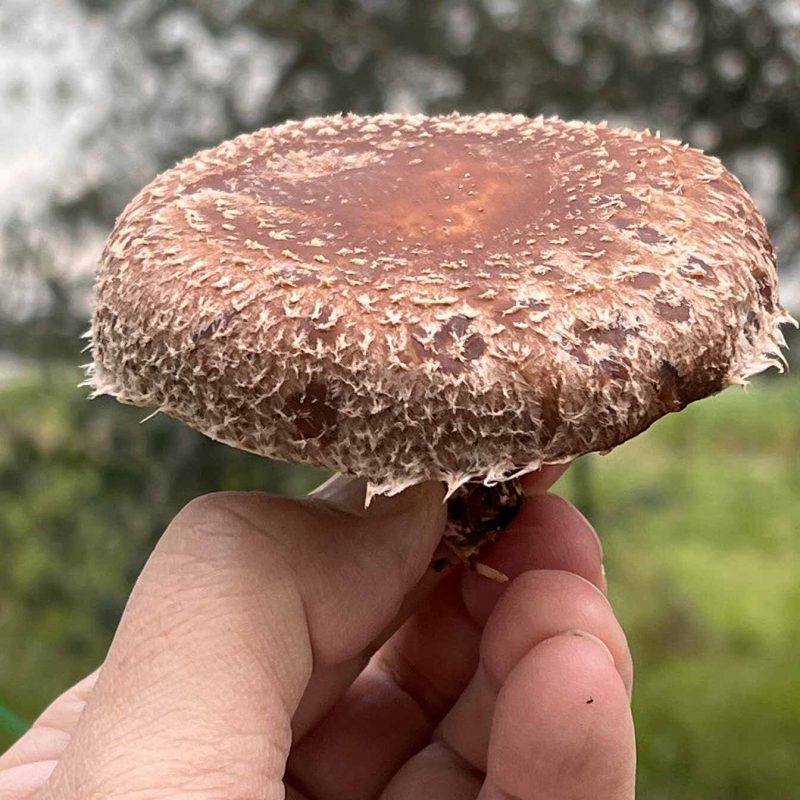 Funghi Shiitake | Archefood | Archè